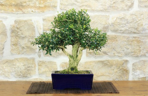 Bonsai bosso harlandii - di,