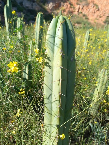 Bridgesii chongo - 40, cm