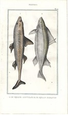 Stampa antica PESCE SQUALO