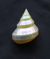 'Oriental Pearly Top' seashell