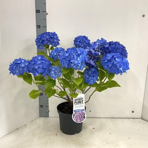 Ortensia blu hydrangea - blu, "hydrangea