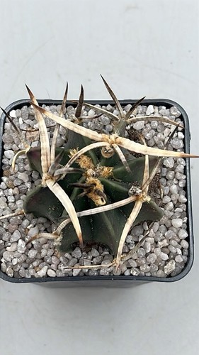 Astrophytum capricorne - , cv