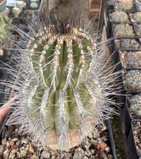 6 cm di altezza 10 cm + Uebelmannia pectinifera WYSIWYG giardino con radici proprie 