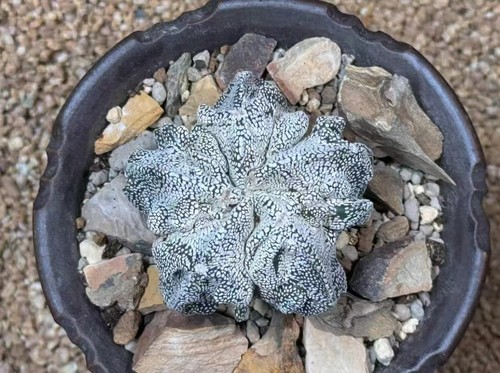 Astrophytum myriostigma - 4,8, cm