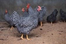 Uova fertili Galline Padovane e Amrocks
