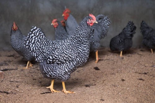 Uova fertili galline - uova, padovane