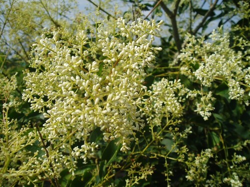 Ligustrum ibota 10 - ibota, (10
