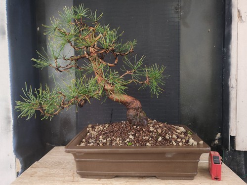 Bonsai pino nero 52 - pino, h