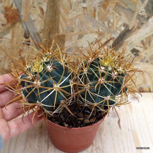 Ferocactus chrysacanthus vaso - chrysacanthus,