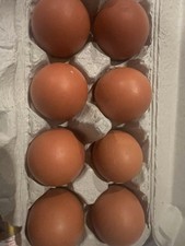 Purebred black copper marans - purebred,