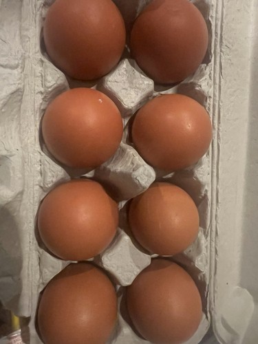 Purebred black copper marans - purebred,