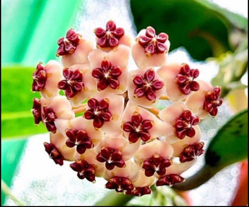Hoya kerrii rara - 🌿, la