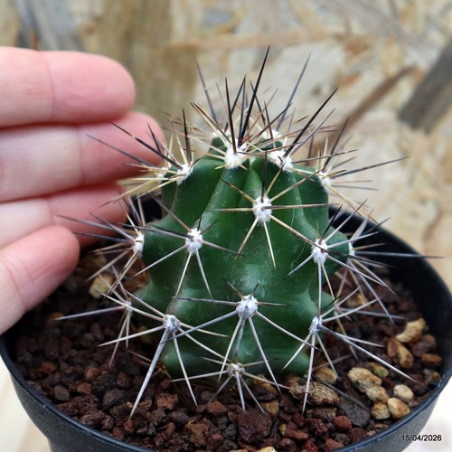 Echinocereus coccineus