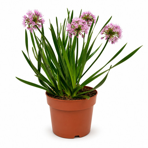 Allium aglio ornamentale h38 - ornamentale,