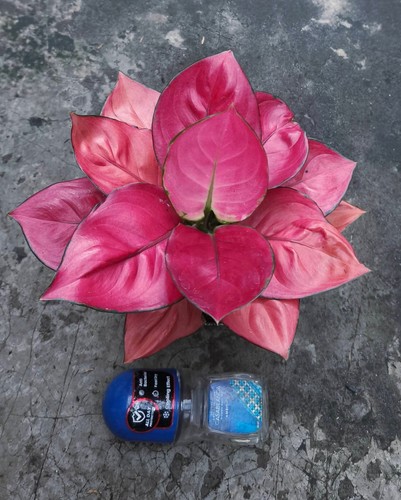 Forsale aglonema fragola rossa - forsale,
