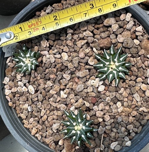 Pianta ariocarpus - pianta, x