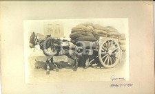 1902 MONZA Cavalla GEMMA trascina un carretto *Foto ARTISTICA G. BIANCHI 36 x 22