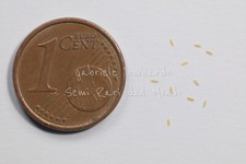 FILODENDRO - PHILODENDRON