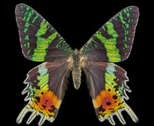 Lotto INGROSSO 10 Urania ripheus VERO Madagascar Tramonto Falena BULK Farfalla