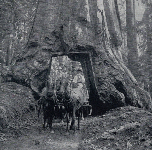 Tunnel albero sequoia - di,
