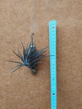 Tillandsia jonesii clumps XL