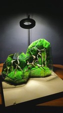Terrarium ecosistemico
