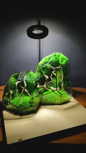 Terrarium ecosistemico
