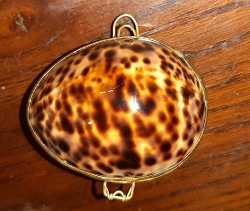Box shell conchiglia ciprea - shell,