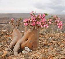 Adenium obesum SEEDS -  - SEMI