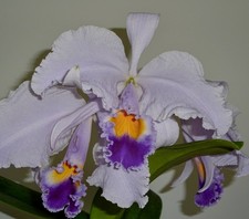 Cattleya Species coerulea