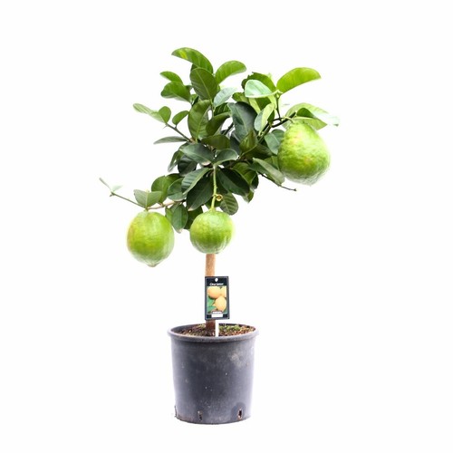 Cedro citrus medica - medica", pianta