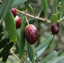 Olea europea cv MORATINA | Olivo | Olivo europeo - Olivo | Europeo o