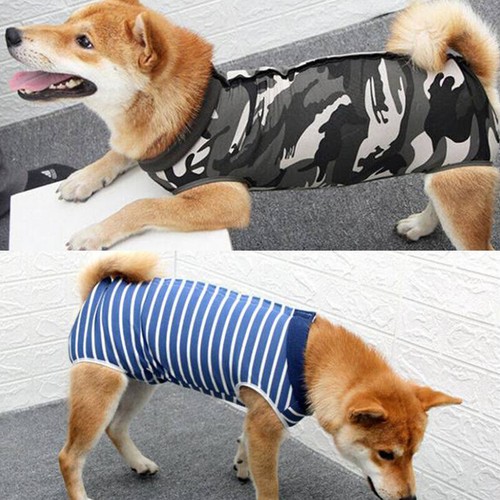 Tuta recupero cani animali - cani,
