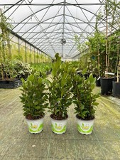 Alloro grottammare laurus - di,