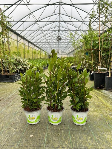 Alloro grottammare laurus - grottammare,