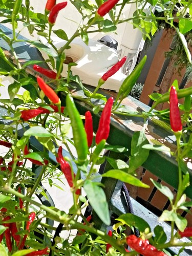 100 semi peperoncini thai - di,