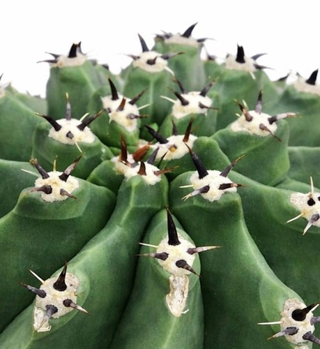 Ferocactus horridus var