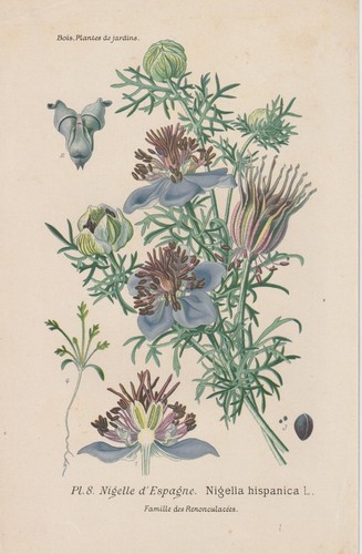 Cumino nero spagnolo - , (nigella