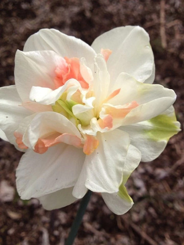 Narcisi bianco meraviglia dei - bianco,
