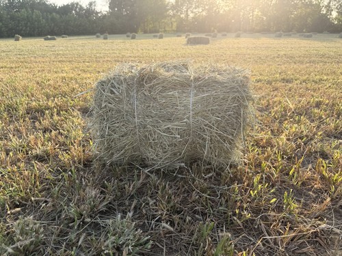 Balletta fieno naturale - balletta,