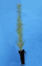 3 Japanese Larch Larix