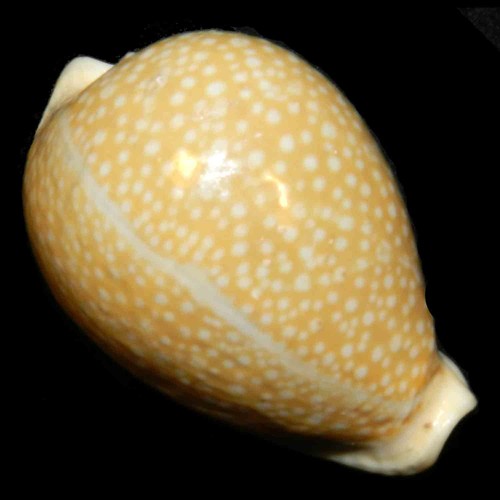 Cypraea miliaris 49 - cypraea,