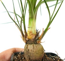Beaucarnea - (sin., nolina)