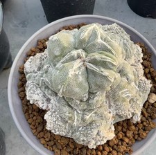 Pianta rara Astrophytum