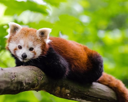 Quadro panda 4x6 red - panda,