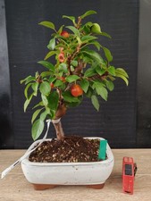 bonsai di melo   h 39 cm