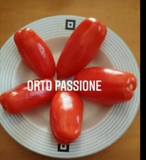 25 Semi Pomodoro  San Marzano