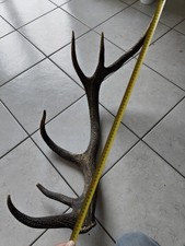 Palco di cervo Corna 6 Punte