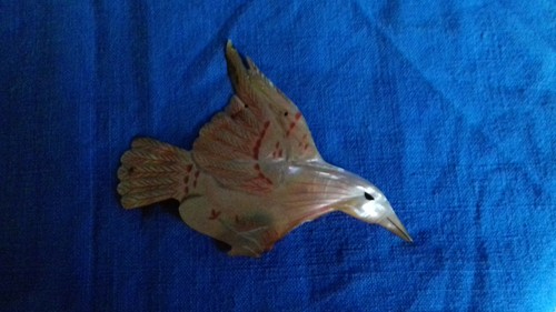 Madreperla australiana - madreperla,