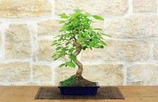Bonsai gelso - bonsai, (70)